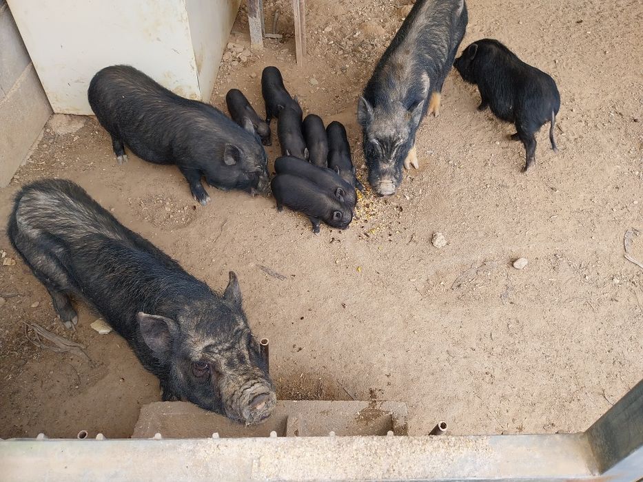 Porcos vietnamitas para adoção