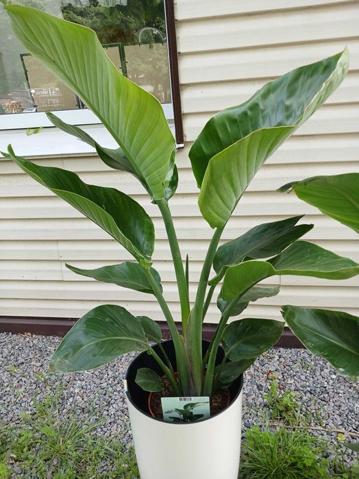 Квіти для інтерєру. Стреліція Миколая.