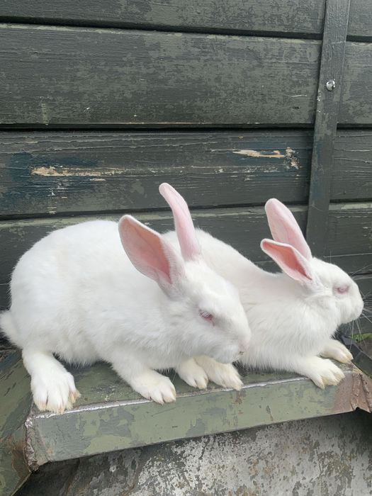 Кролики термонці