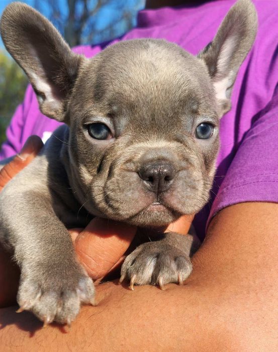 Мы в Одессе голубые щенки!