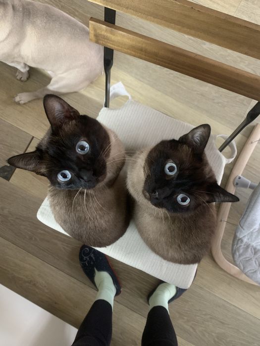 Dois gatos de Tonkine para adoção responsável