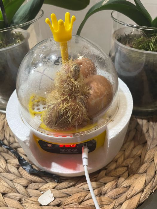 Инкубатор для яиц інкубатор для яєць автоматичний