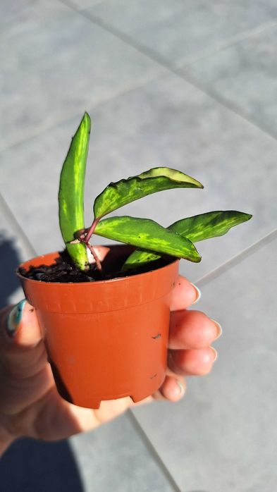 Hoya wayetii tricolor variegata