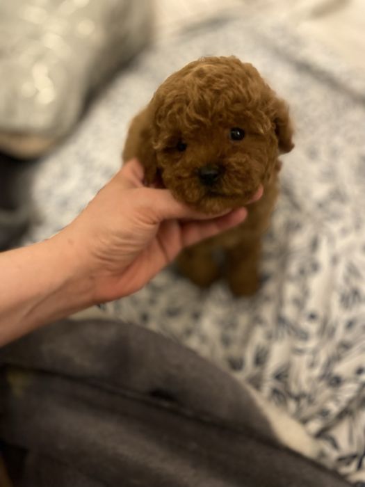 Мальчик мальтипу ред браун высокого уровня