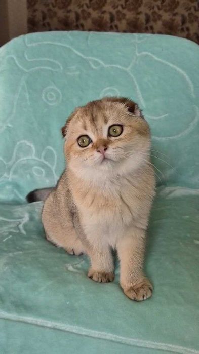 Шотландские вислоухие котята (ЗОЛОТАЯ ШИНШИЛЛА)
