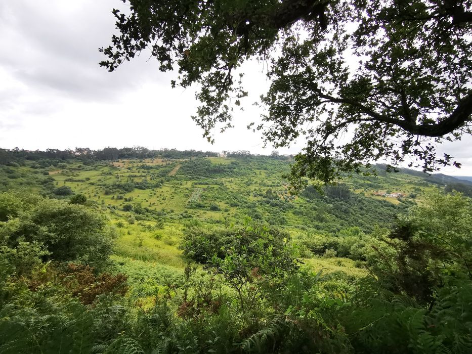 Moradia para Reconstrução em Terreno 782 m² | Colmeias - Memória (Leiria) | 35.000 €