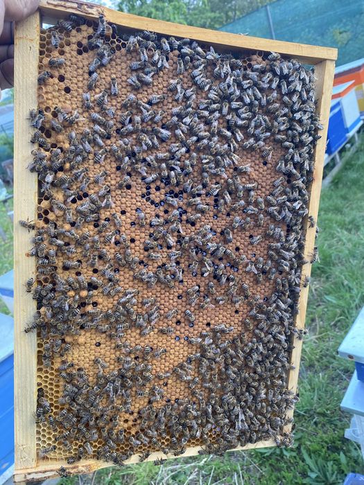 Продам бджолопакети Карніка
