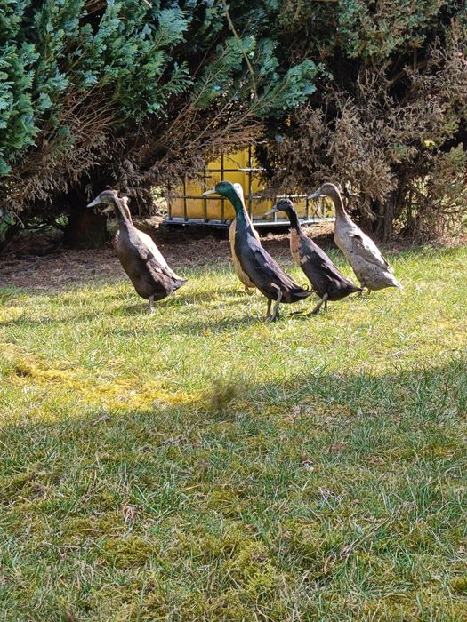 Jaja lęgowe kaczki biegusy biegus