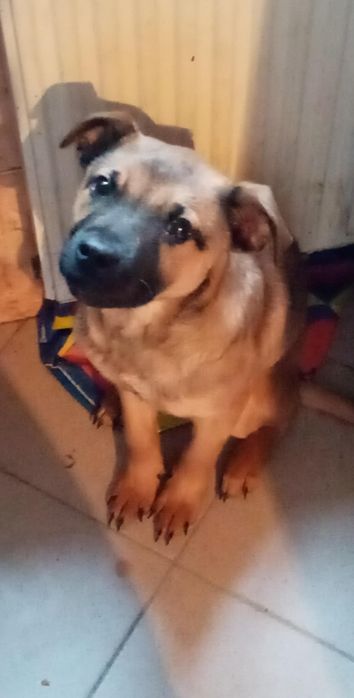 Oddam pieska za darmo