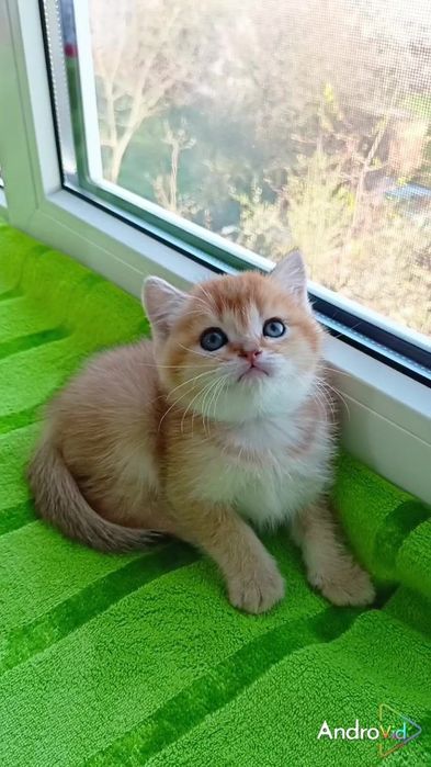 Самый ласковый котик золотая шиншилла