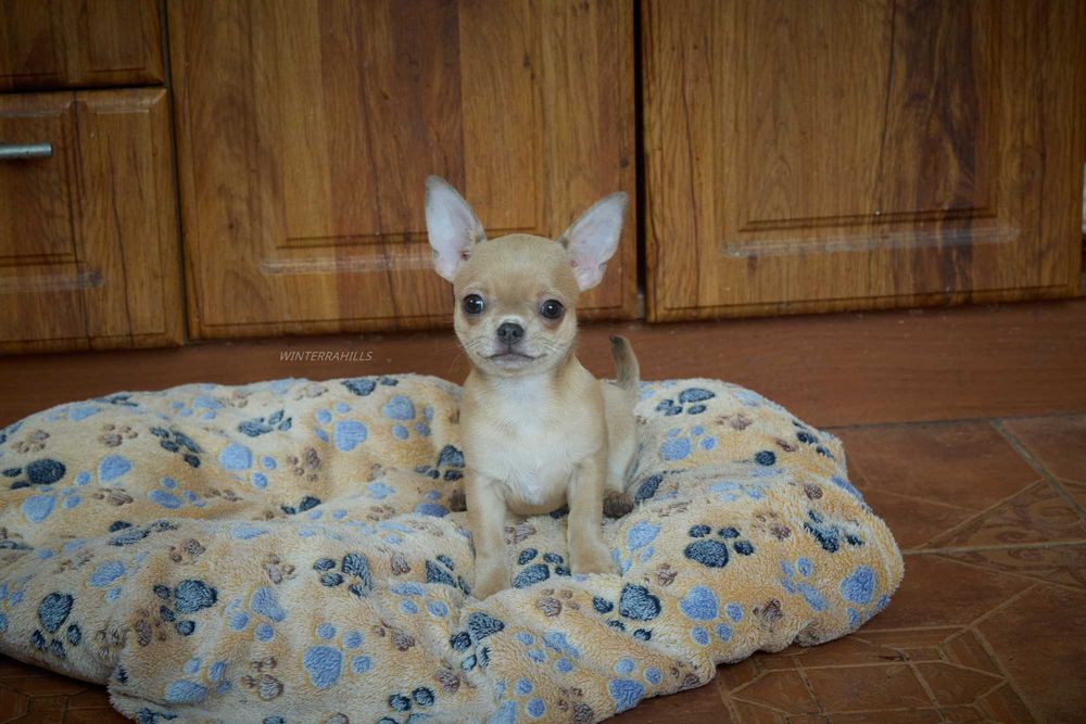chihuahua ~ Чіхуахуа