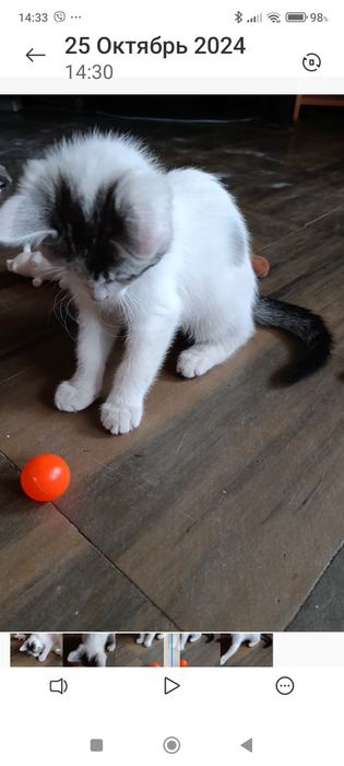 Віддамо кошеня у добрі руки