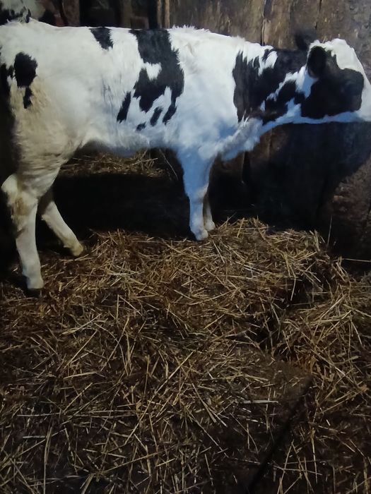 Продам теличку, 1 місяць.