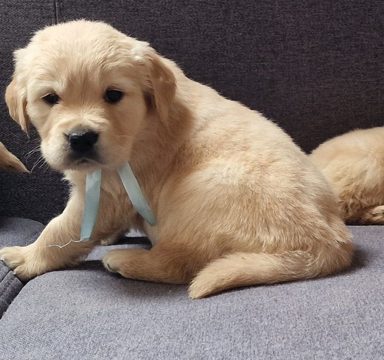 Цуценята золотистого ретривера