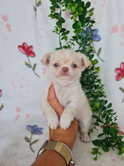 Excelente mini menino pelo longo Chihuahua/Chiuaua Linhagem Russa de Qualidade
