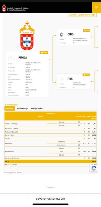 Egua puro sangue lusitana, Pontuada