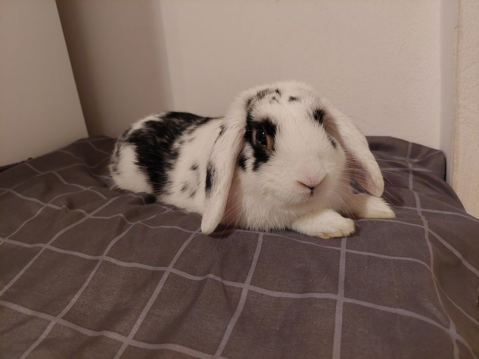 Oddam królika w dobre ręce za 2  duża czekoladę milka dla synka