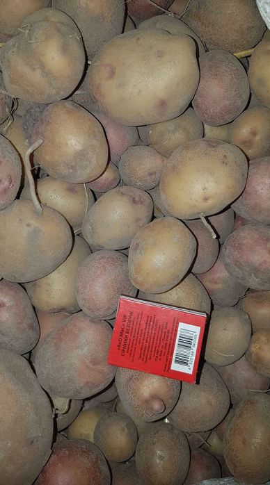 Продам дрібну картоплю