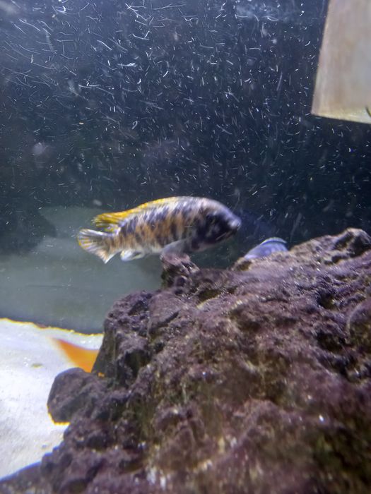 Ciclideos do lago Malawi