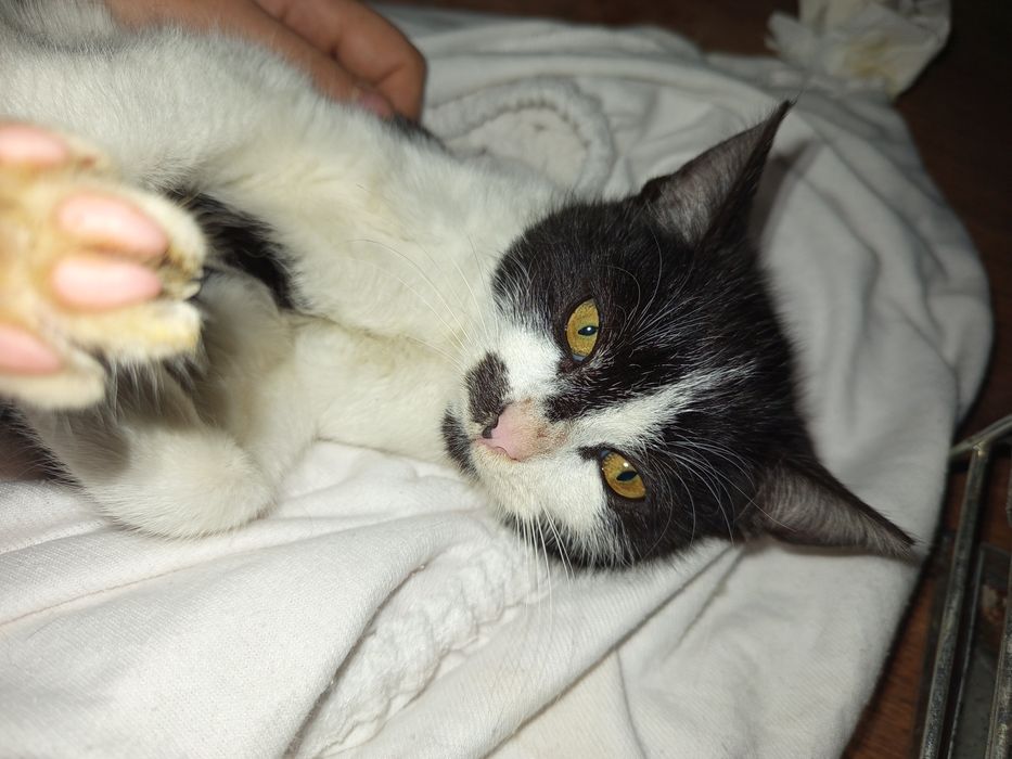 Malutki kotek Pierniczek szuka domu