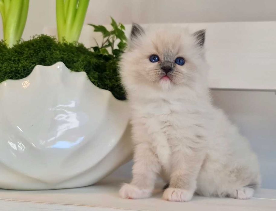 Kotka Ragdoll blue mitted z rodowodem