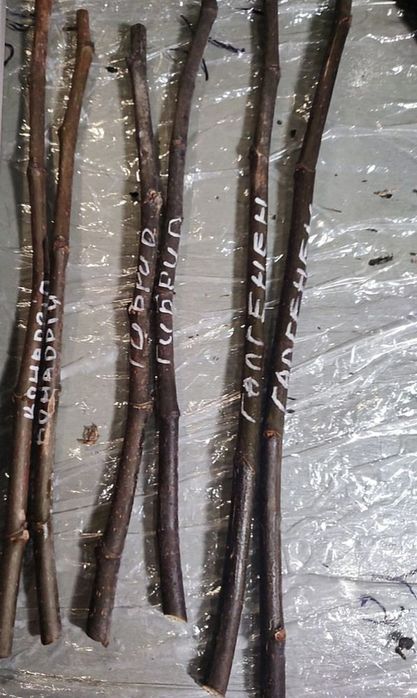 Інжир, живці, черенки, чубуки. Брунсвік, Конадрія та інші сорти