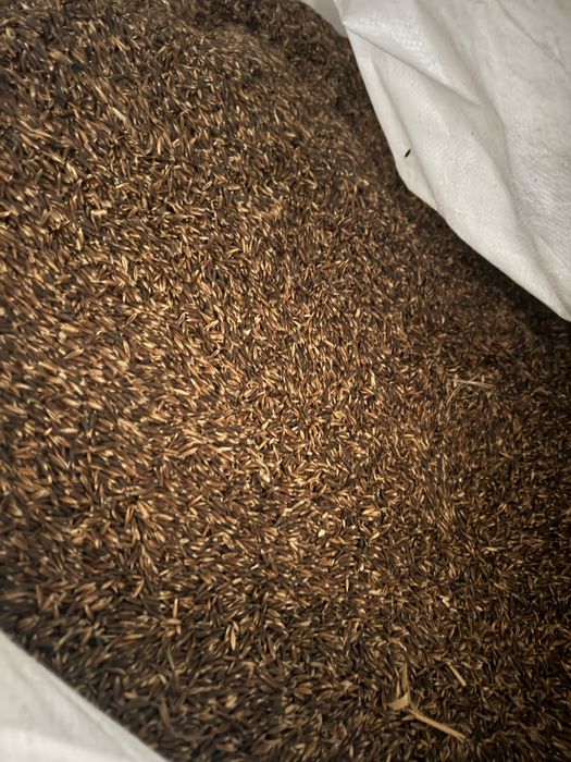 Owies czarny (gniady)