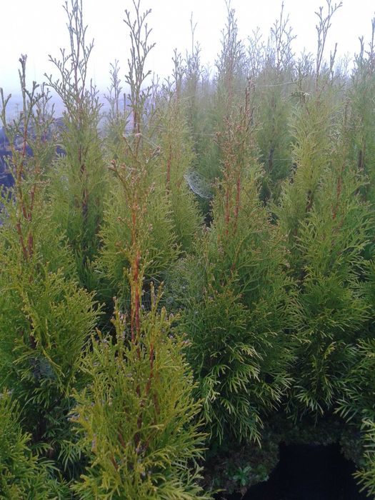 Thuja Smaragd wys  100-120 cm doniczka 3l