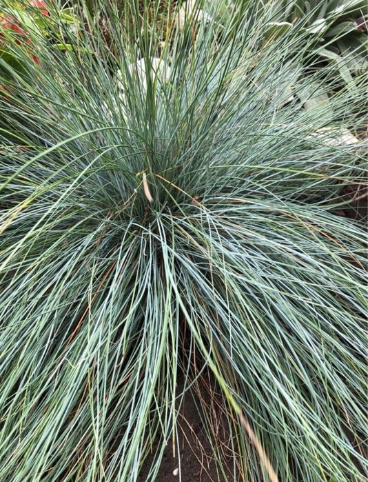 Trawa niska kostrzewa