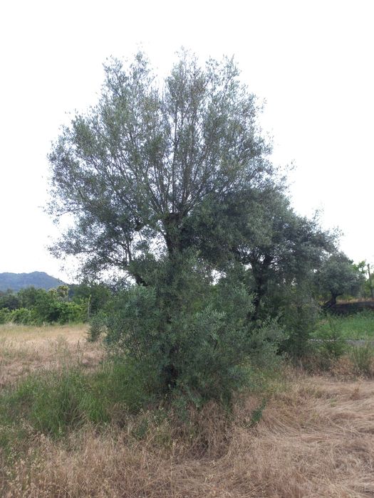 Vendo Oliveiras p/jardim