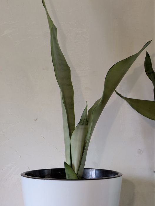 Сансевьерия сортовая Муншайн