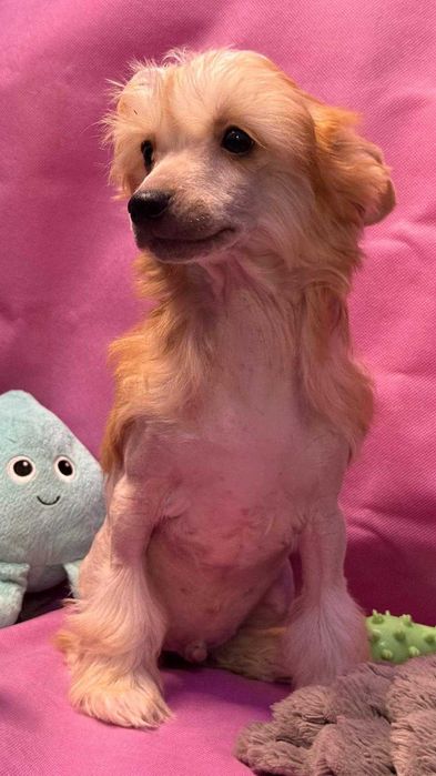 Przesłodki i piękny chłopak chińskiego grzywacza ZKwP