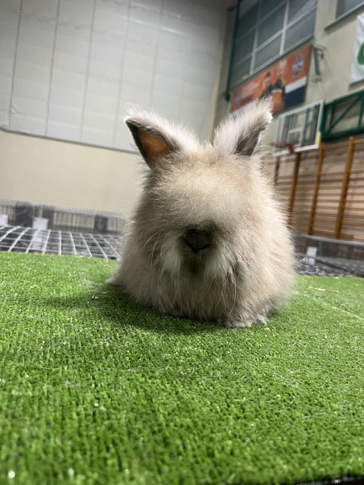 Karzełek Teddy Angora Yorczek York