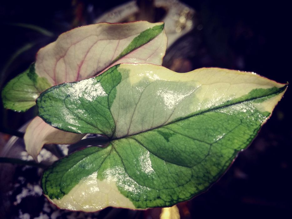 Syngonium WHITE PRINCESS Variegata pink WIELKA RZADKOŚĆ Unikat Monstera Philodendron