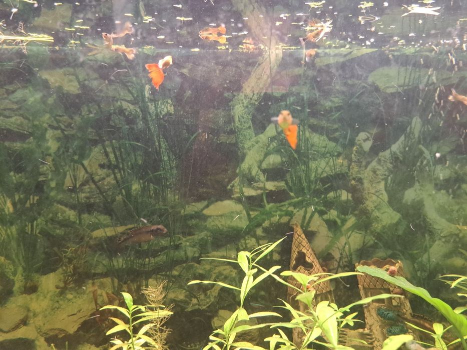 Sprzedam duży akwarium