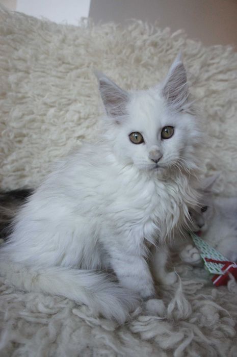 Maine Coon FIFE/FPL -  shaded - miła -  fs11