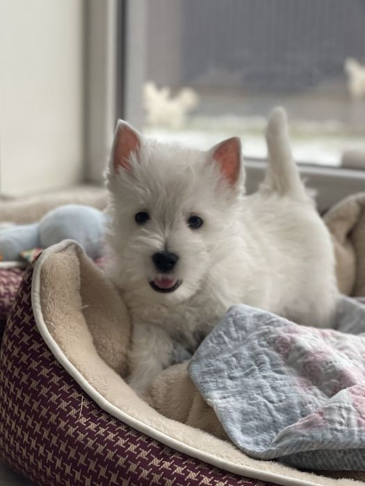 Вестх Хайленд Вайт терєр