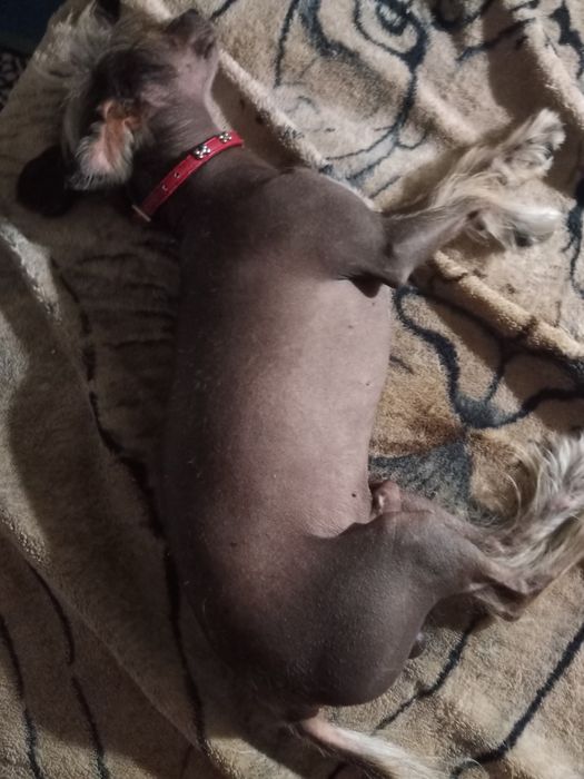 Вязка собак китайская хохлатая