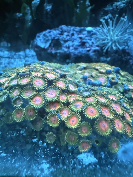 Corais Moles Faceis Zoanthus