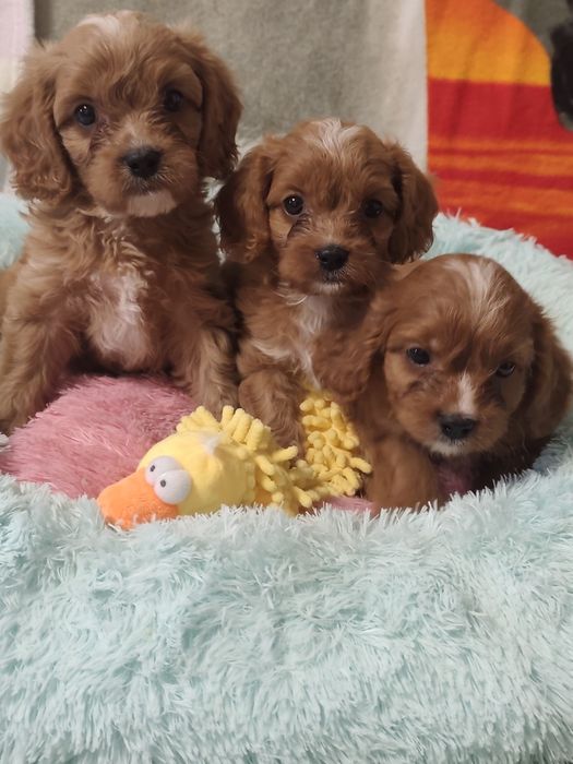 Очаровательные детки КаваПу