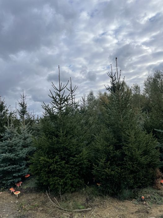 Duża Tuja Szmaragd 250cm PRODUCENT‼️Wysokie Thuje Brabant, Świerki