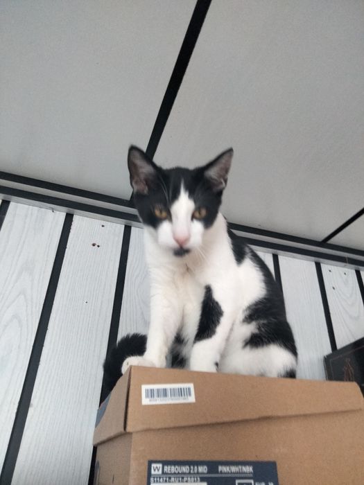 Oddam kotka w dobre ręce