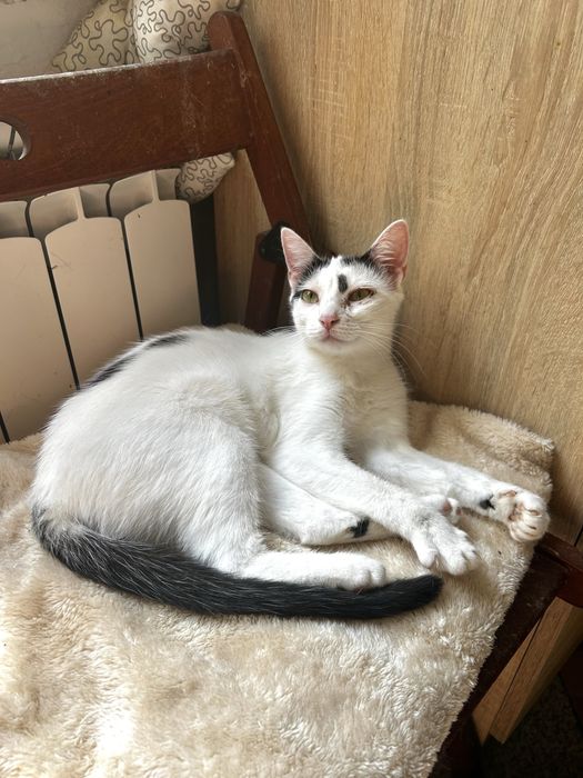 Ostoja mruczków Maciejka do adopcji