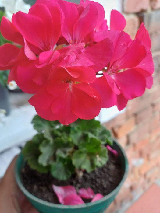 Продаю рослини.  Пеларгонії, хлорофіт чорнобривці  різдвяник