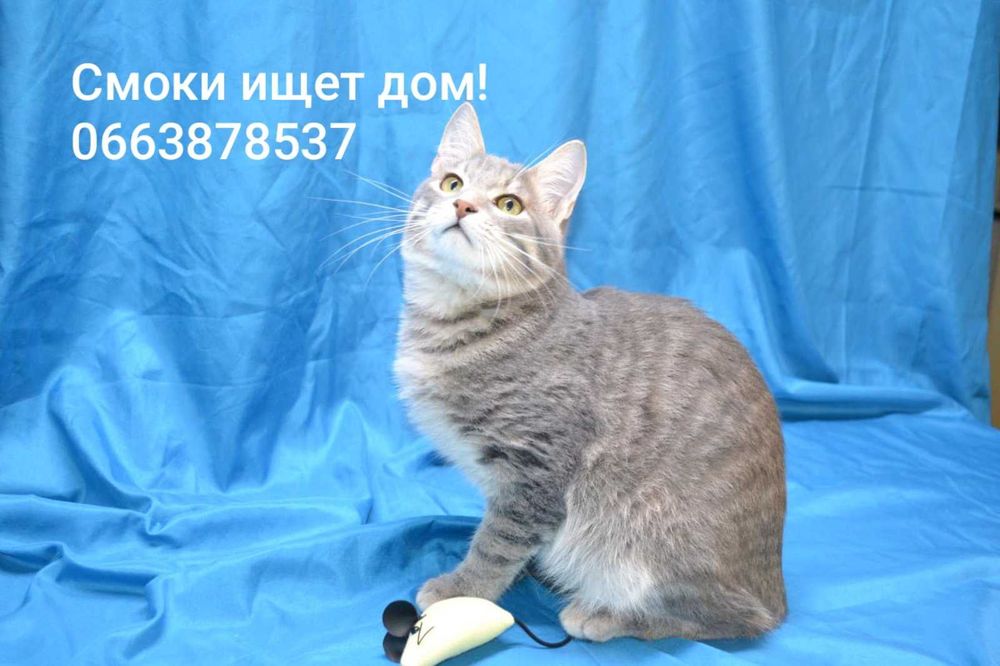 красавец Смоки ищет дом и семью!