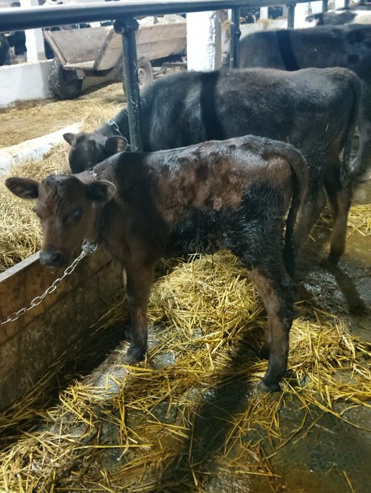 Продам теличку полукровку джерсея
