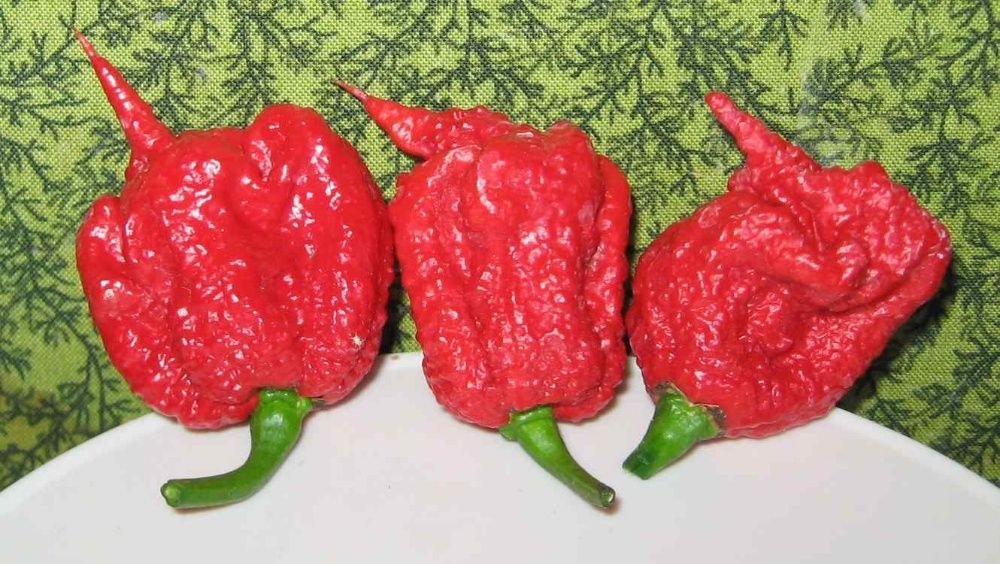 Sementes de Pimentos/Malaguetas/Piri-Piris mais picantes do mundo