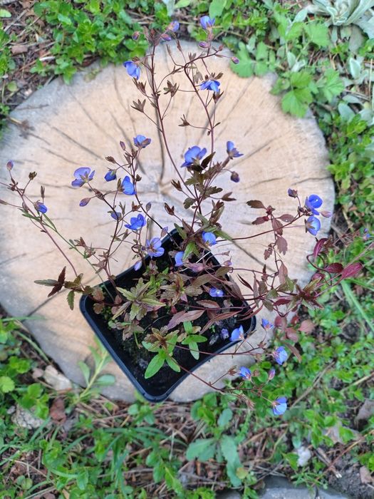 Bylina wieloletnia przetacznik płożący Georgia blue