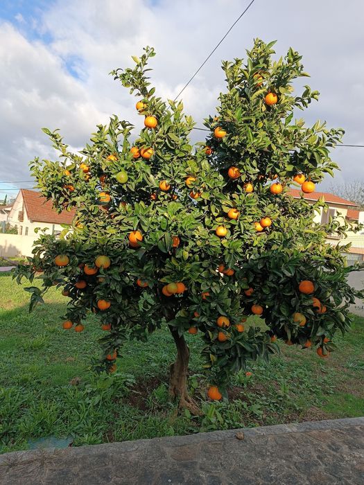 Vendo Laranja biológica