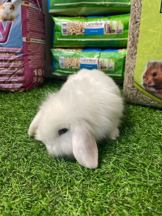 Coelhos anões - KIT DISPONIVEL LOJA